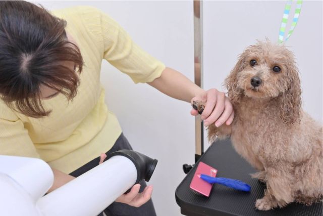 ドライヤーをあてている犬の画像