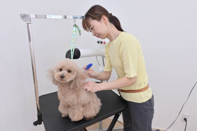 お手入れをしている犬の画像