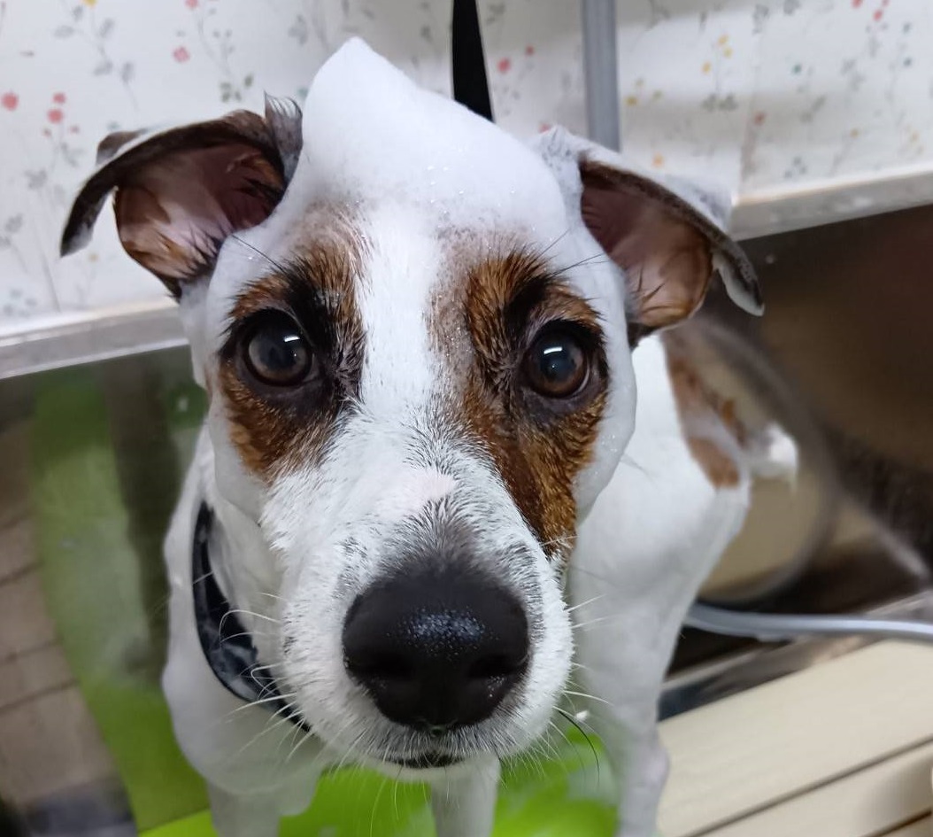 犬をシャンプーしている画像