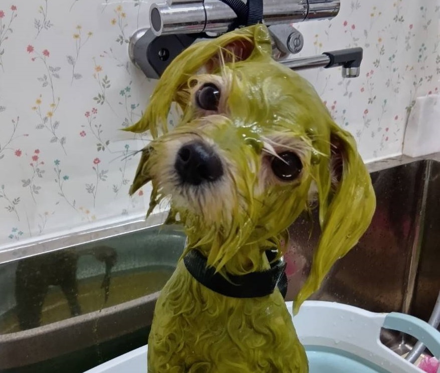 ハーブパックしている犬の画像