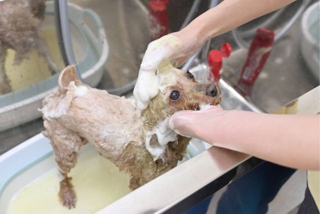 体全体を洗っている犬の画像