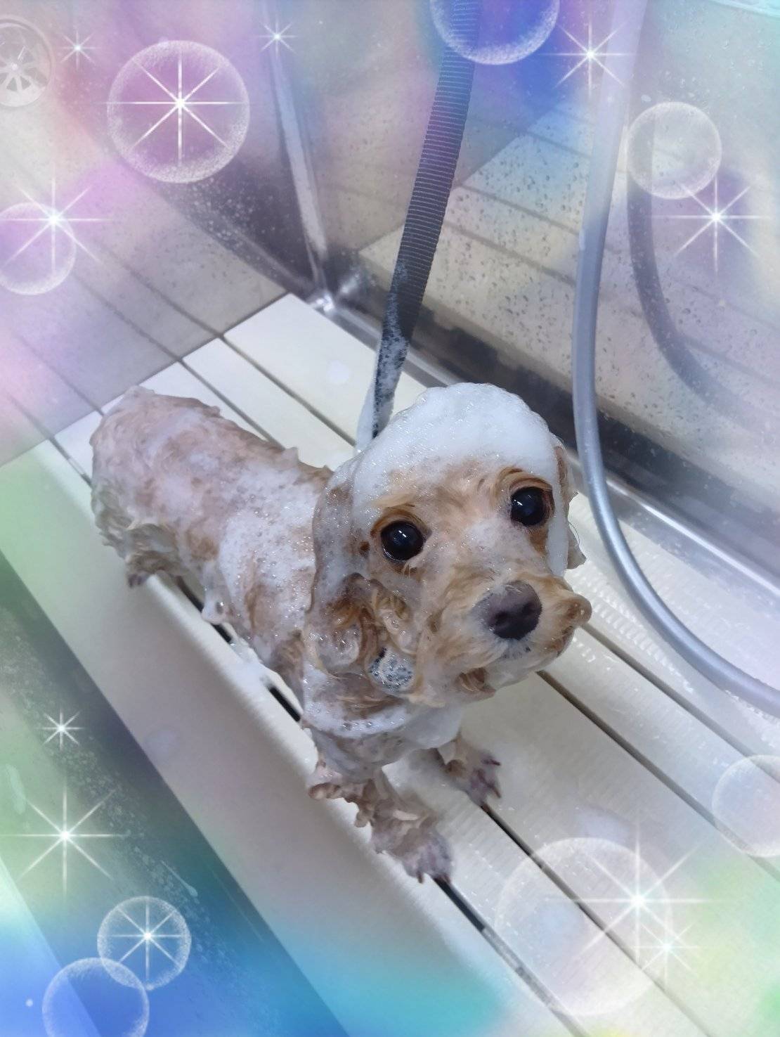 シャンプーされて気持ちよさそうな犬の画像